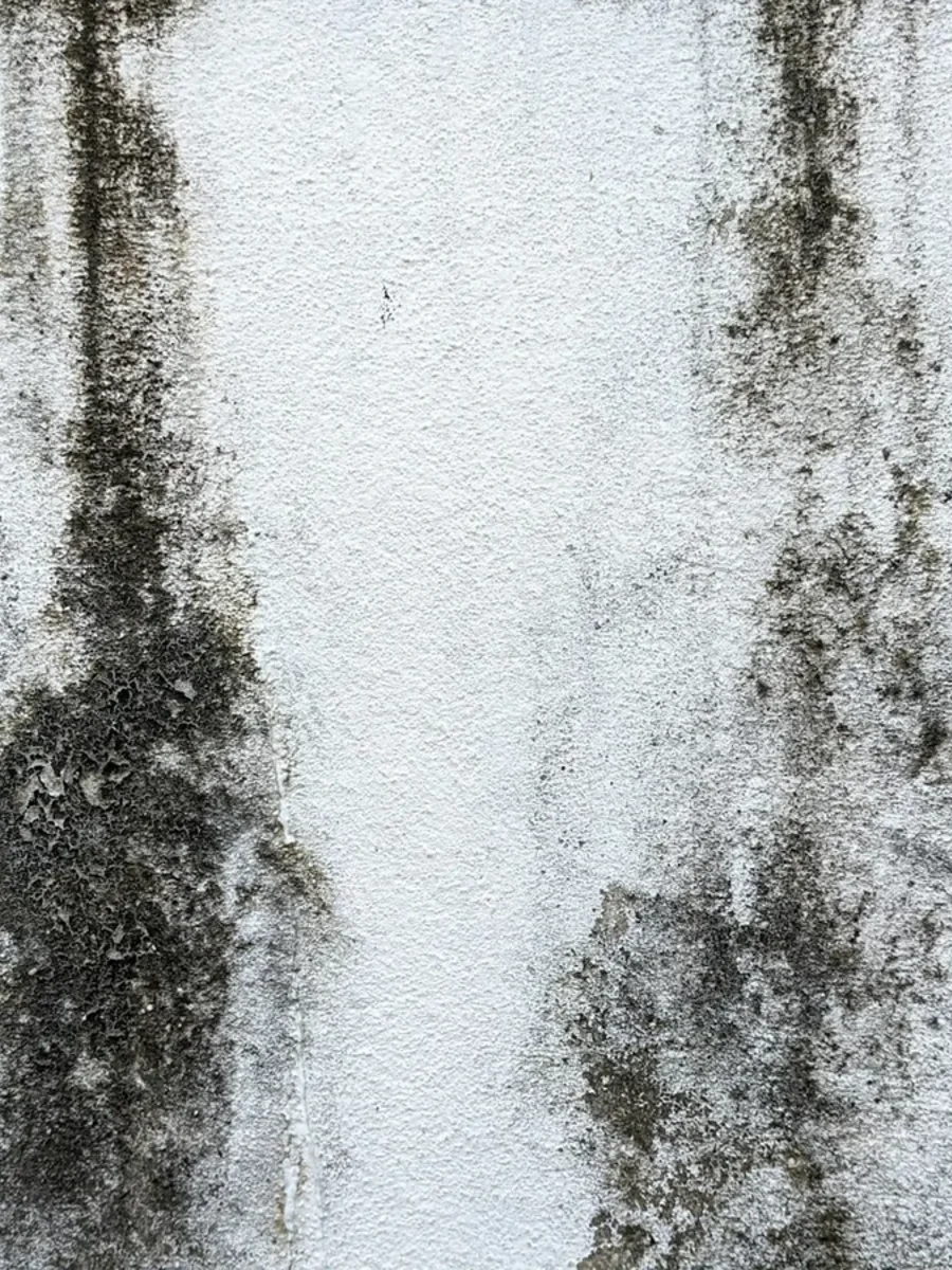 A white wall streaked with dark patches of mould where damp has soaked through the plaster