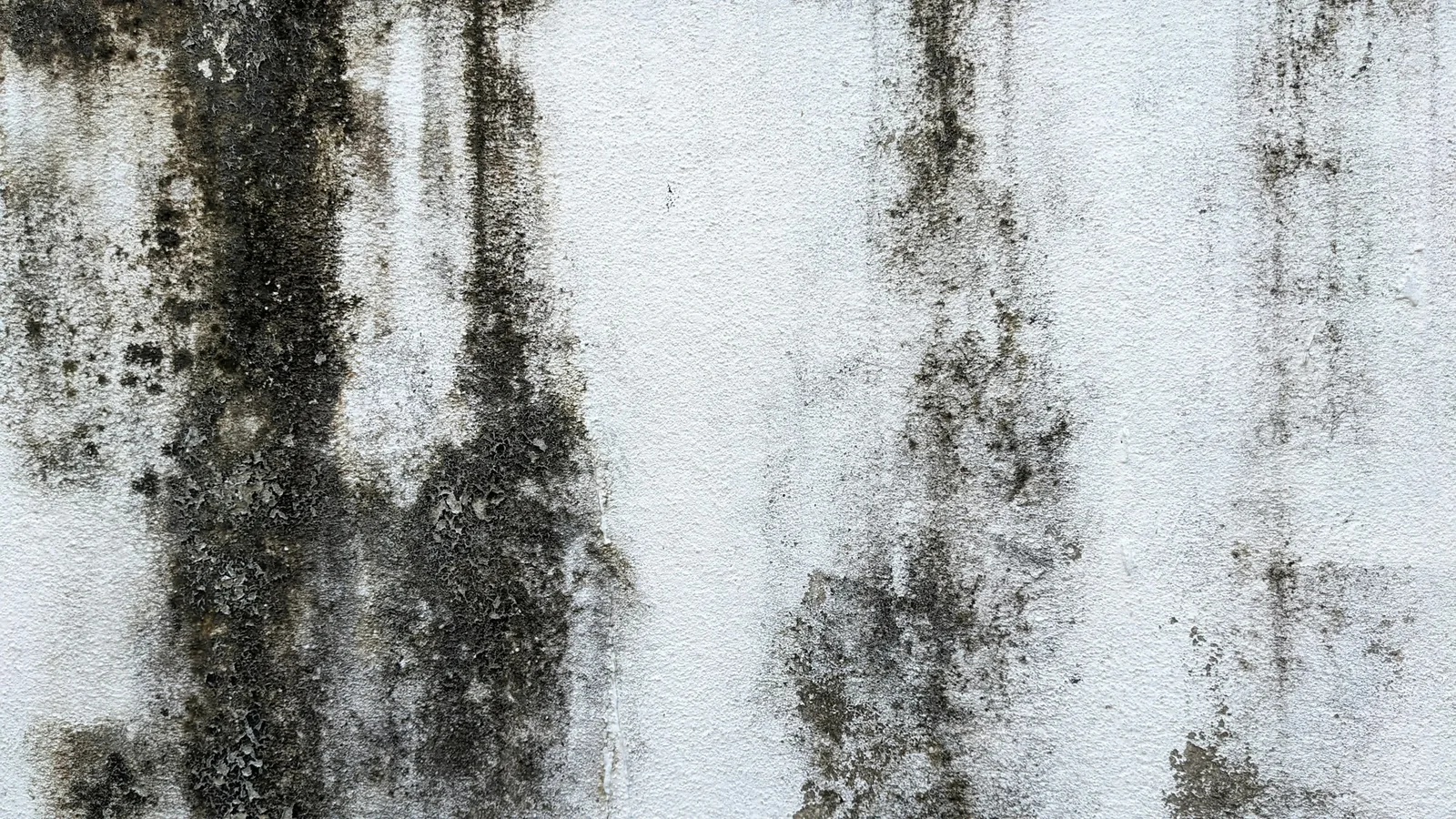 A white wall streaked with dark patches of mould where damp has soaked through the plaster