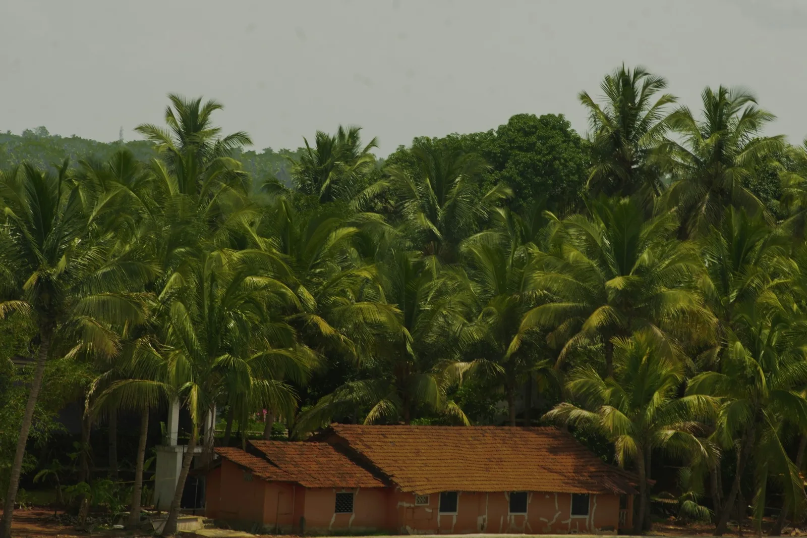 A tiled-roof Goan village house sitting below a dense grove of coconut palms