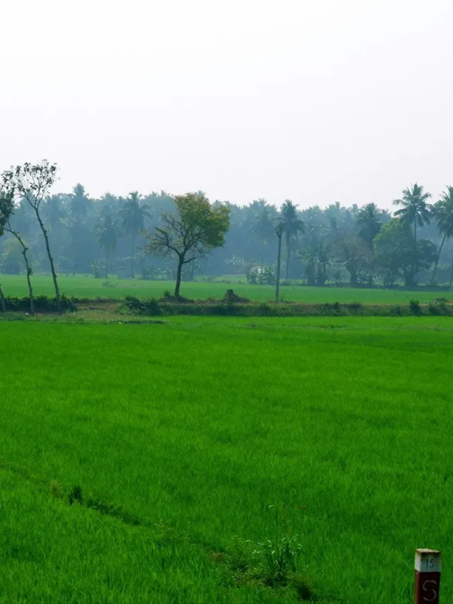 Bright green paddy field stretching to a line of coconut palms under a hazy sky