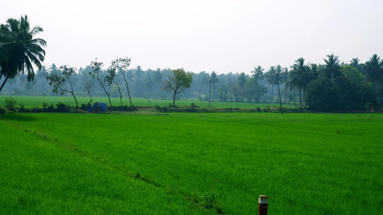 Bright green paddy field stretching to a line of coconut palms under a hazy sky