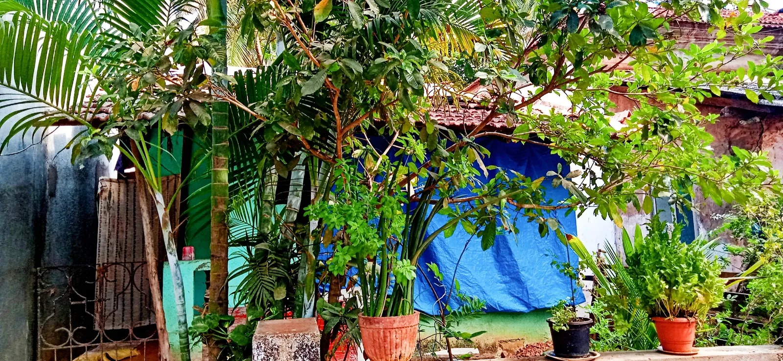 An old tile-roofed Goan house verandah wrapped in blue tarpaulin against monsoon rain, behind potted plants