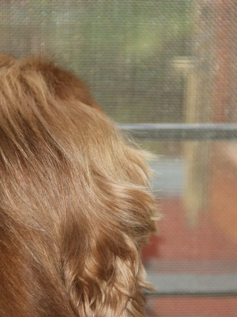 A golden dog gazing out through the fine mesh of a screen door onto a sunny porch