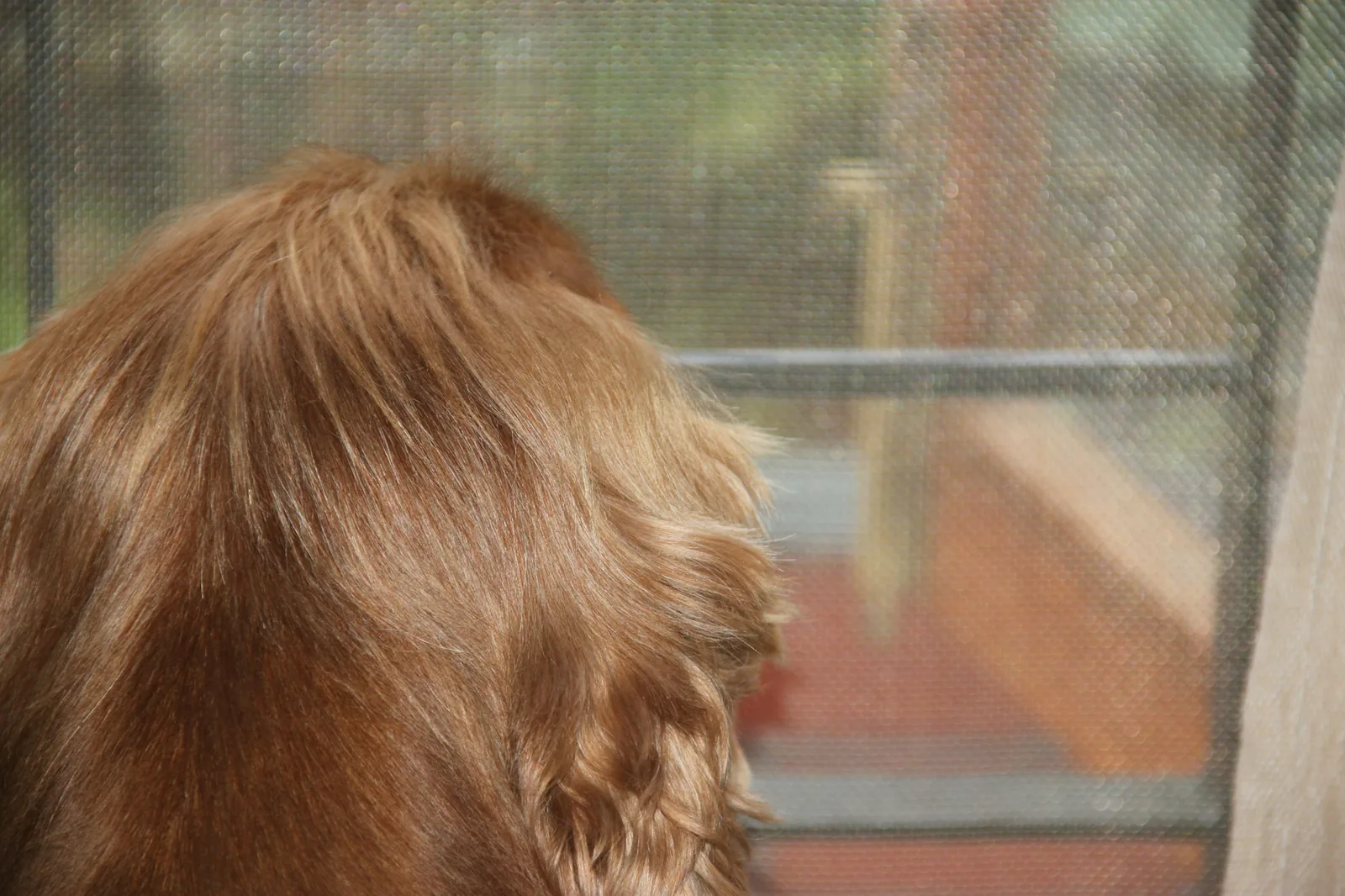 A golden dog gazing out through the fine mesh of a screen door onto a sunny porch