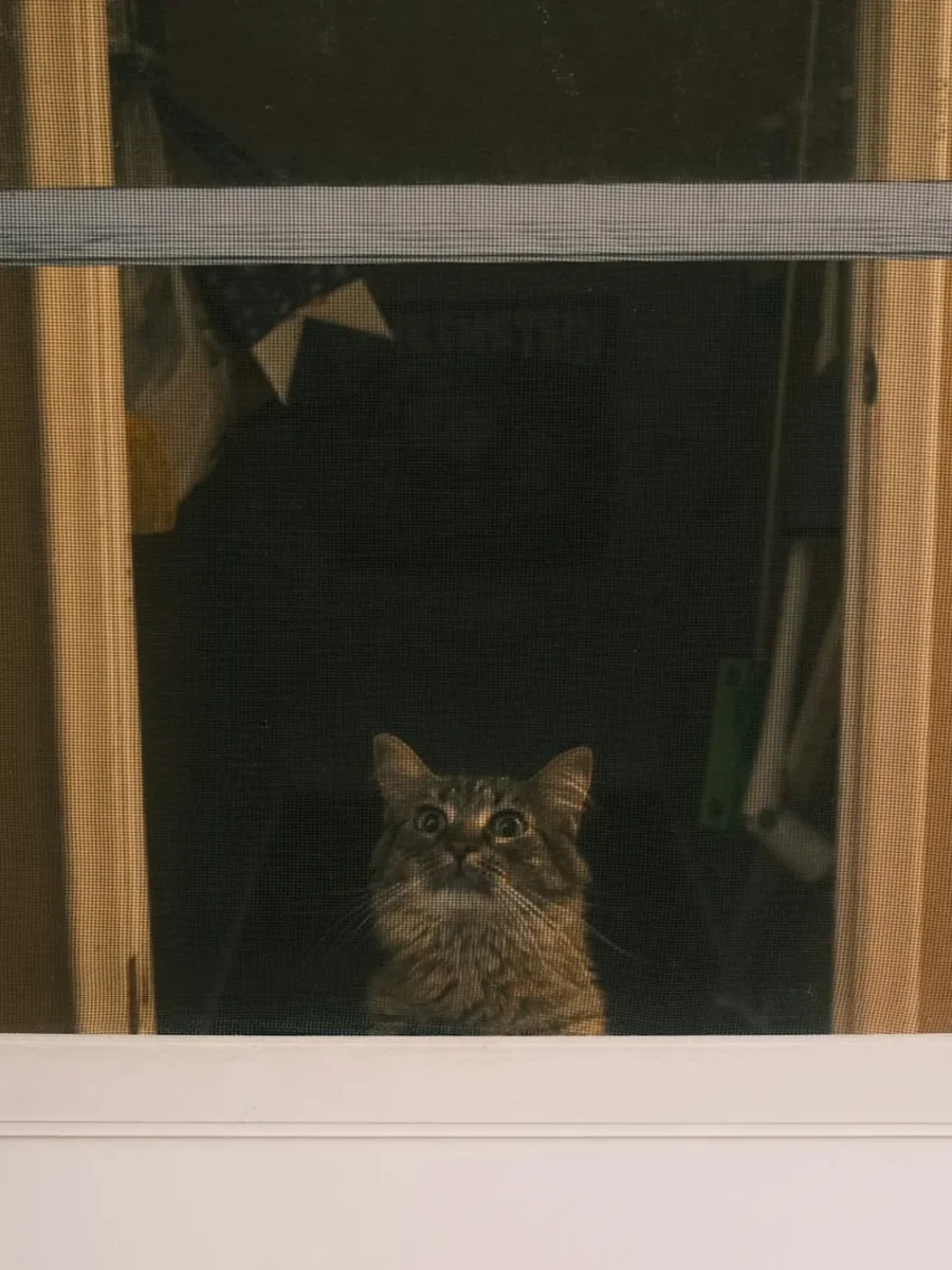 Cat looking out through the fine mesh insect screen of a white hinged screen door