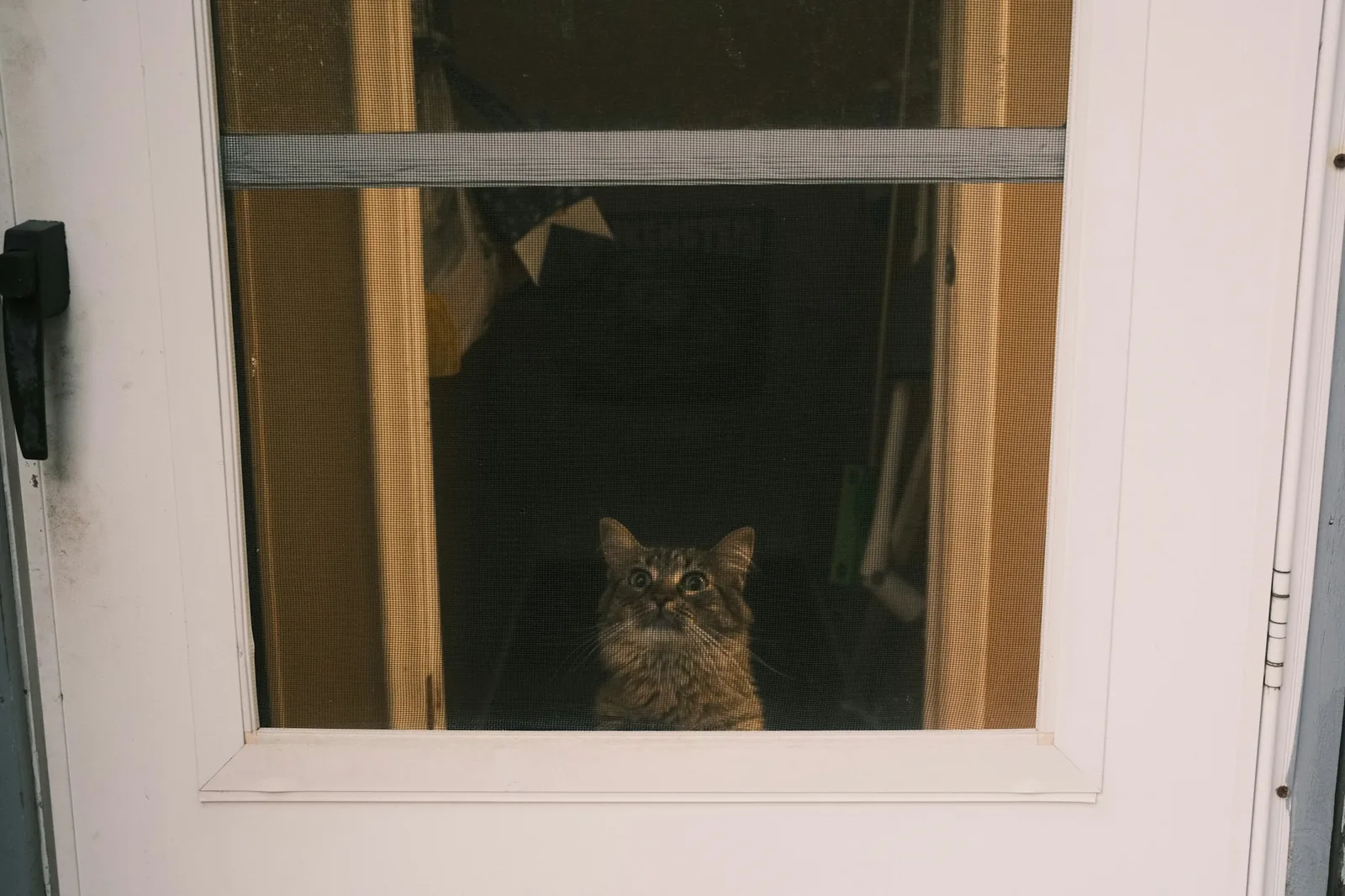 Cat looking out through the fine mesh insect screen of a white hinged screen door
