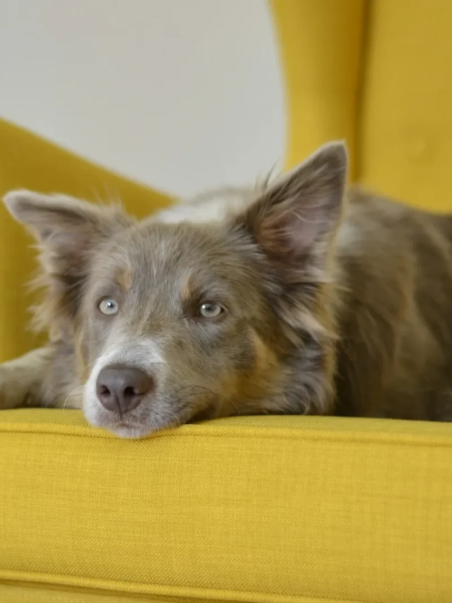 A border collie resting its head on the arm of a yellow woven-fabric armchair