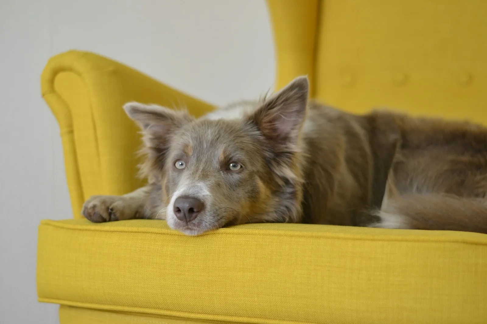 A border collie resting its head on the arm of a yellow woven-fabric armchair