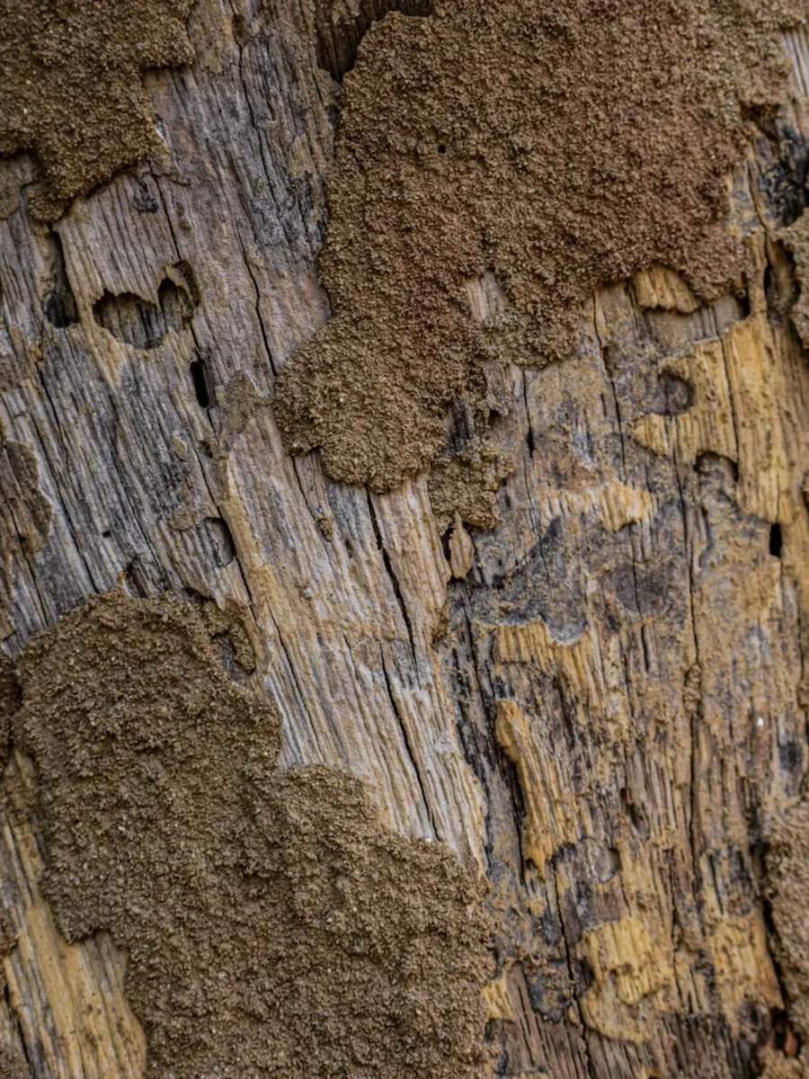 Close-up of timber with crumbling grain partly covered by dry brown termite mud
