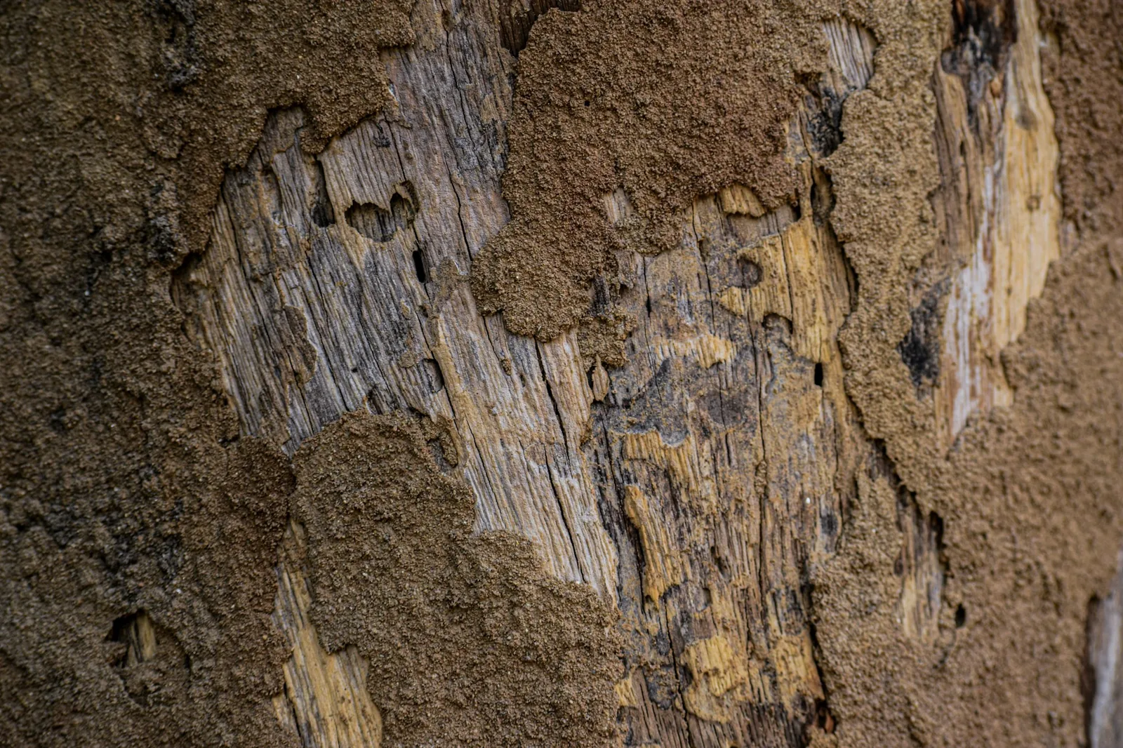 Close-up of timber with crumbling grain partly covered by dry brown termite mud