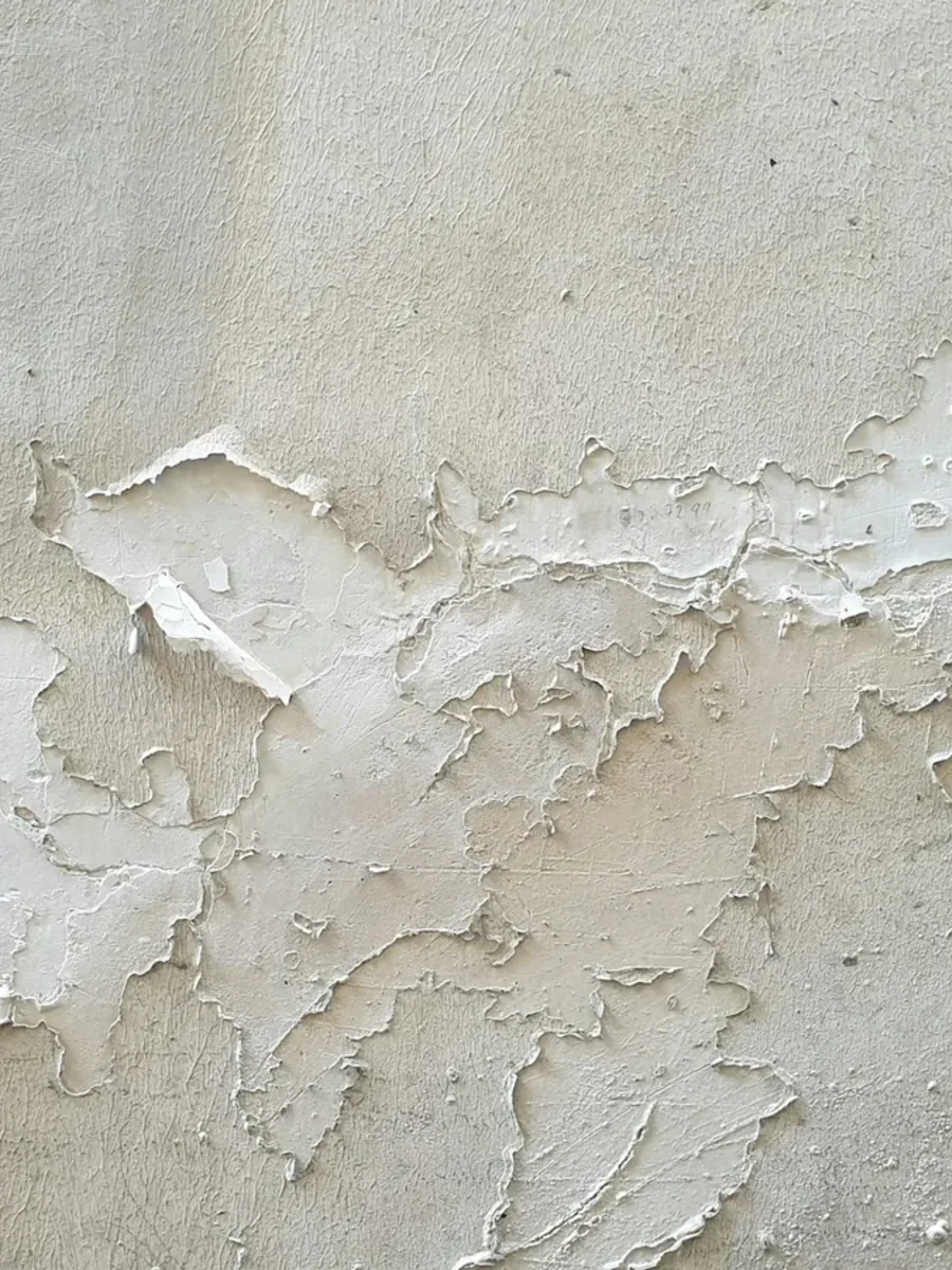 A pale plastered wall where white paint is blistering and flaking away in a powdery band